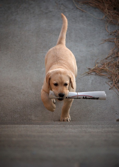 fetches