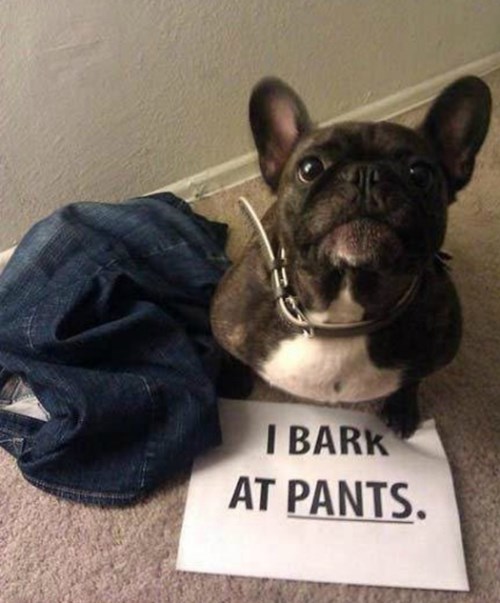 pants