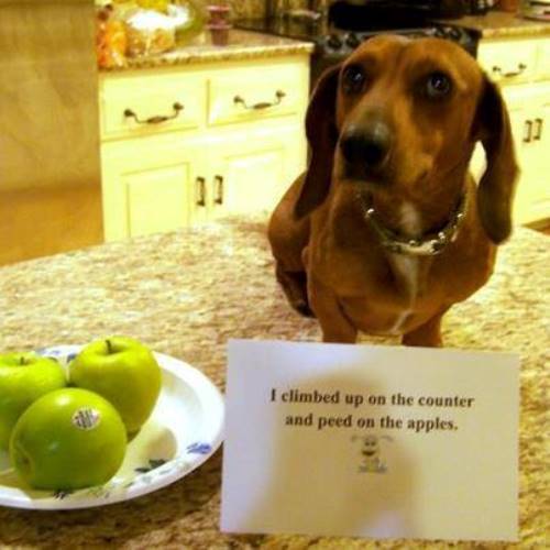 peed on apples