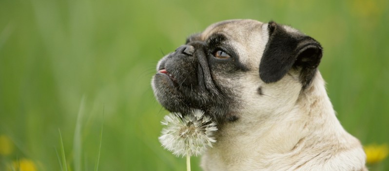 tips for pug owners 10 tips for a healthy happy pug page 2 of 2 leashes optional tips for pug owners 10 tips for a healthy happy pug page 2 of 2 leashes optional