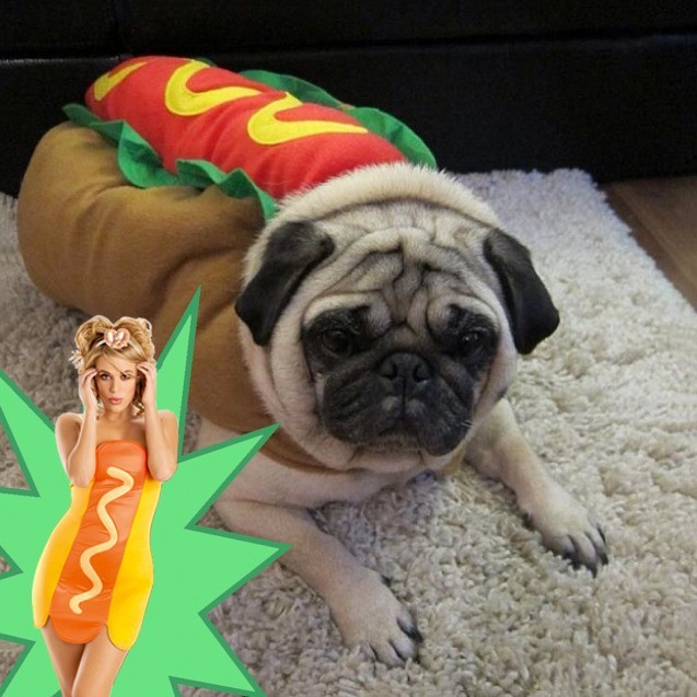 sexy-hot-dog-pug