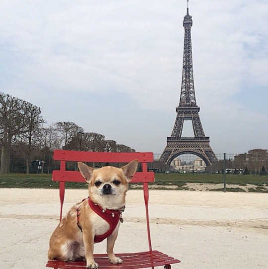 dog in Paris