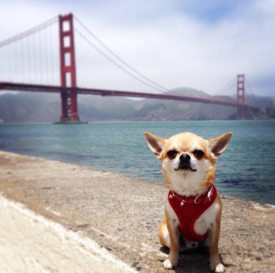 dog in San Francisco