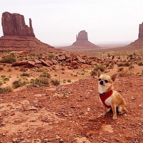 dog in Utah