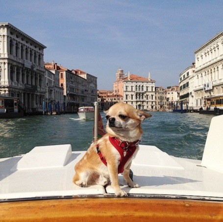 dog in Venice