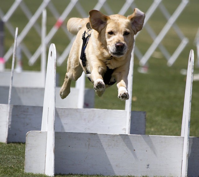 dog jumping