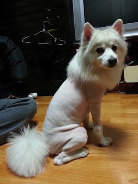 http://www.urdogs.com/20-dogs-grooming-styles-will-kill-laughing/