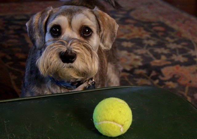 playing fetch