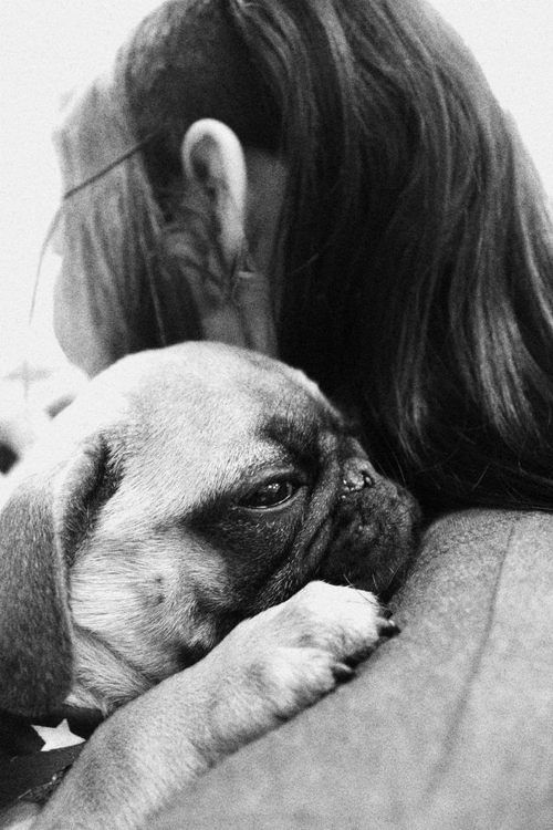 Image Source: Boodapug / via Tumblr