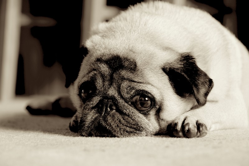 Learn More About Pug Dog Encephalitis (PDE) And How To Recognize This