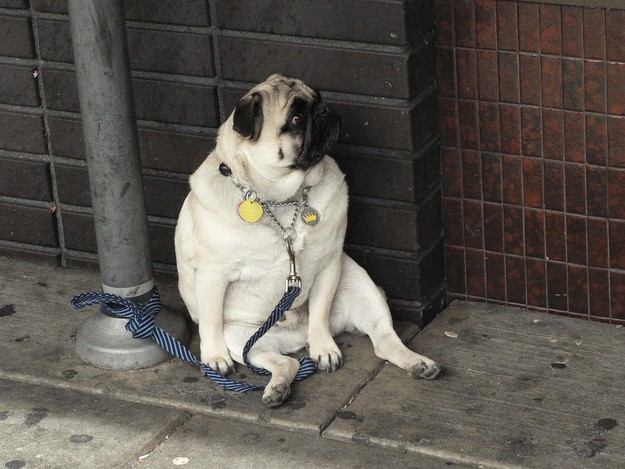 pug protest