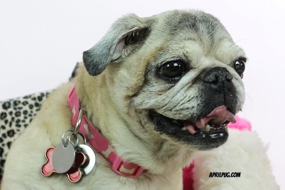April pug