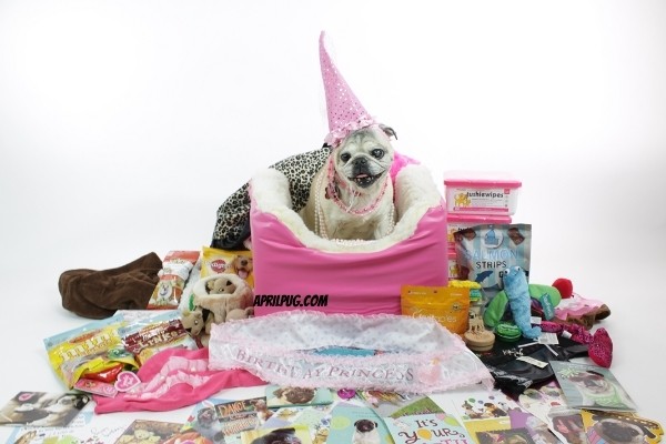 April pug and gifts