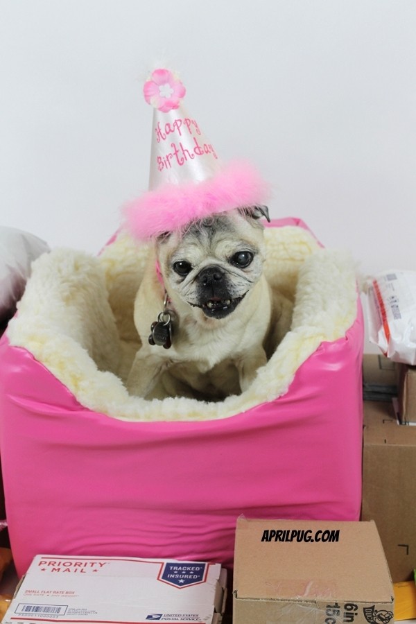 April the pug in her dog bed
