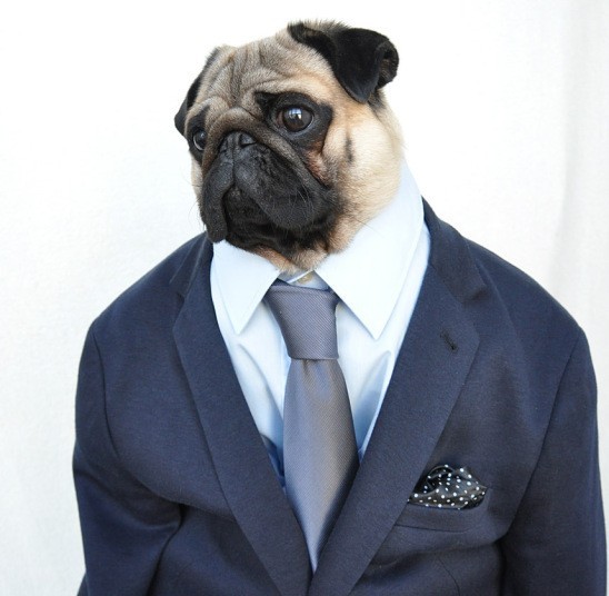 Nutello the pug