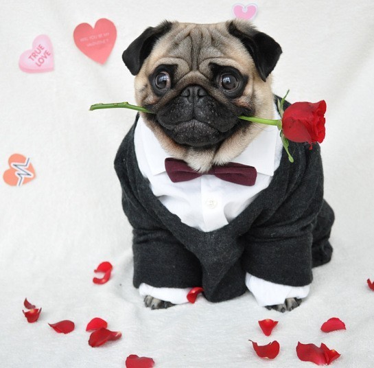 Nutello holding a rose