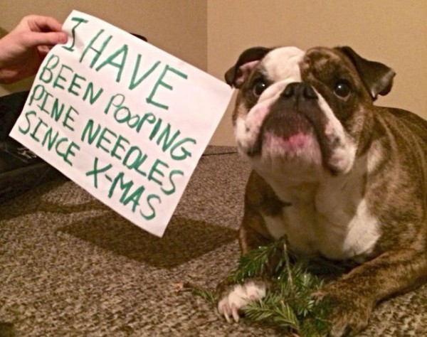 bulldog ate tree needles