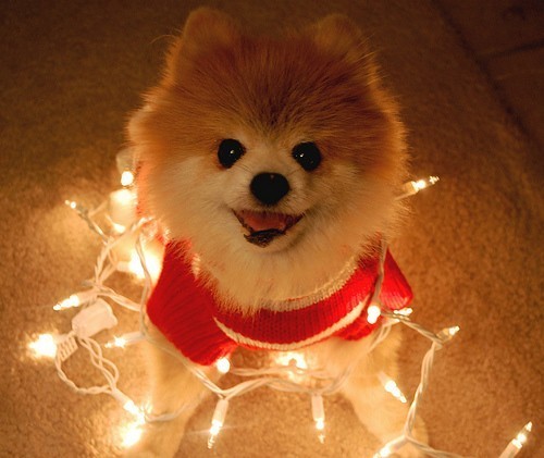 cute dog with lights