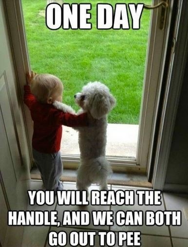 dog and baby meme