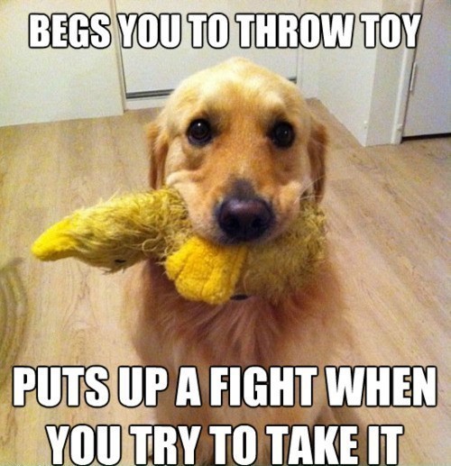 dog begging meme