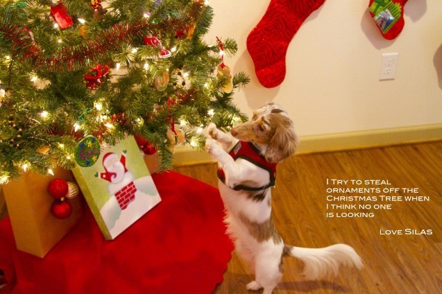 dog by the tree