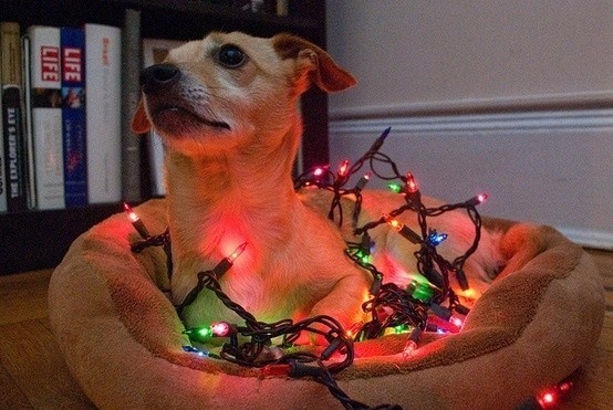 dog in bed with lights