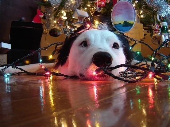 dog on floor with lights