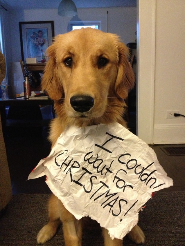dog shaming