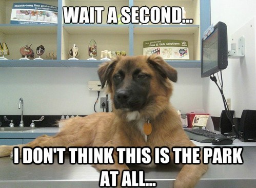 dog sitting on a desk meme
