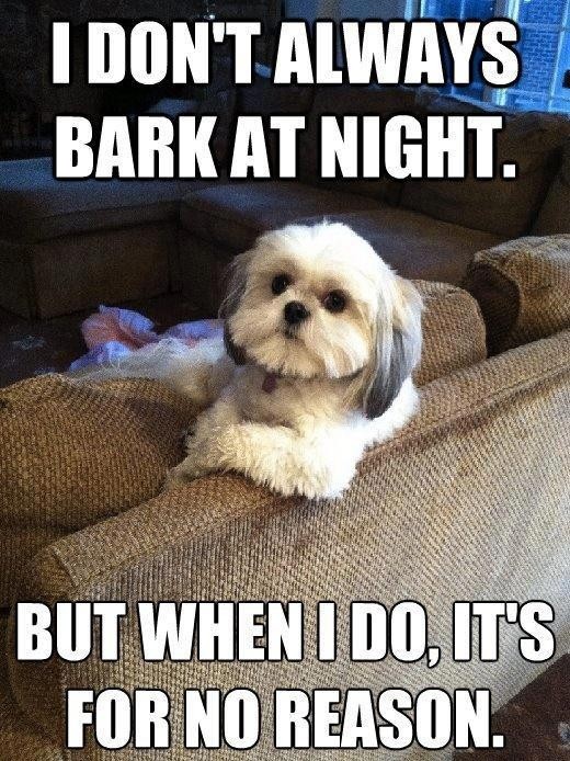 dog sitting on sofa meme