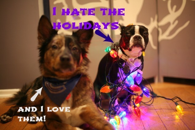 dog with lights on him
