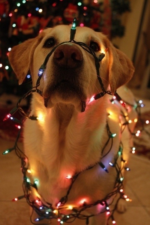 dog with lights on his nose