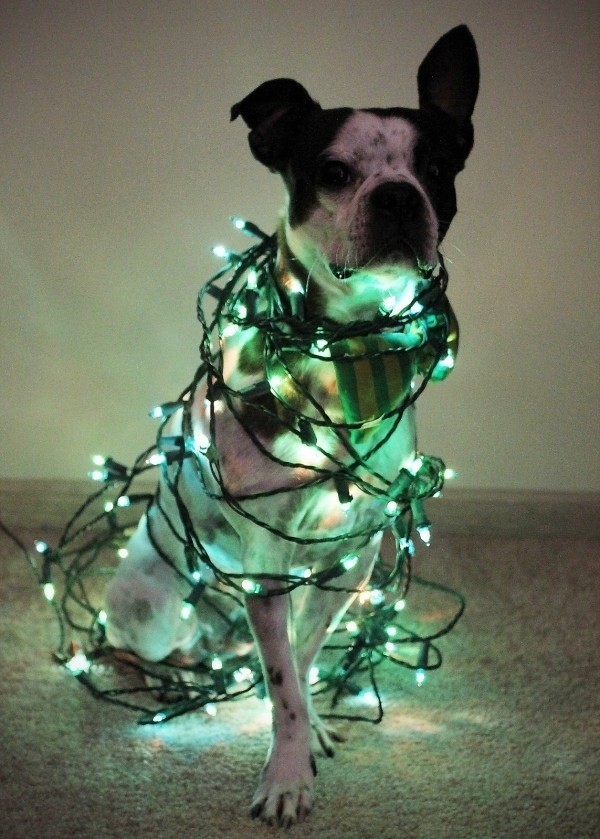 dog with lots of lights