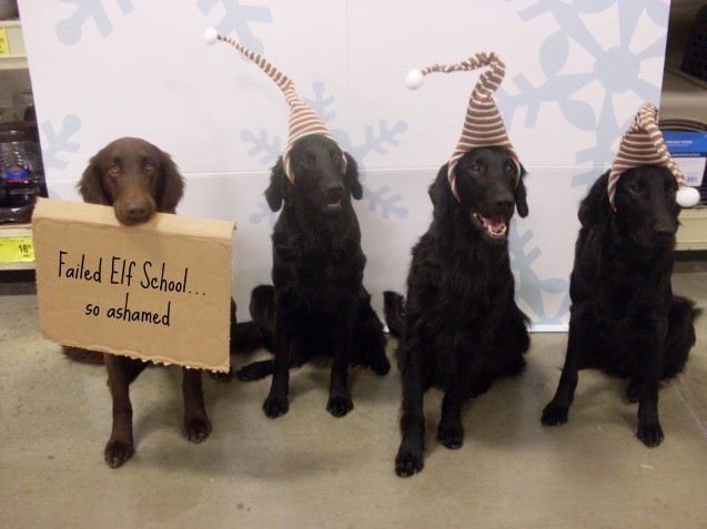dog with santa hats