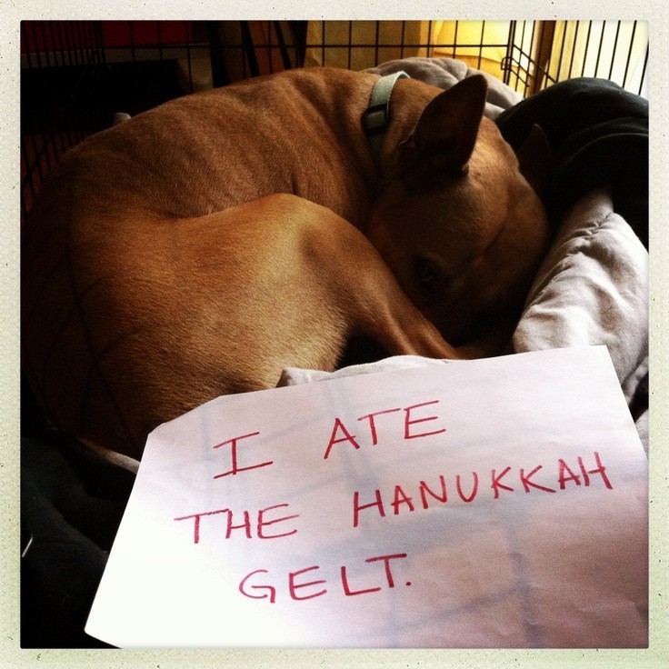 doggy ate something bad