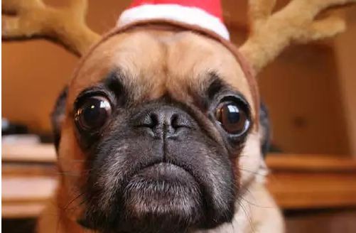 funny pug reindeer