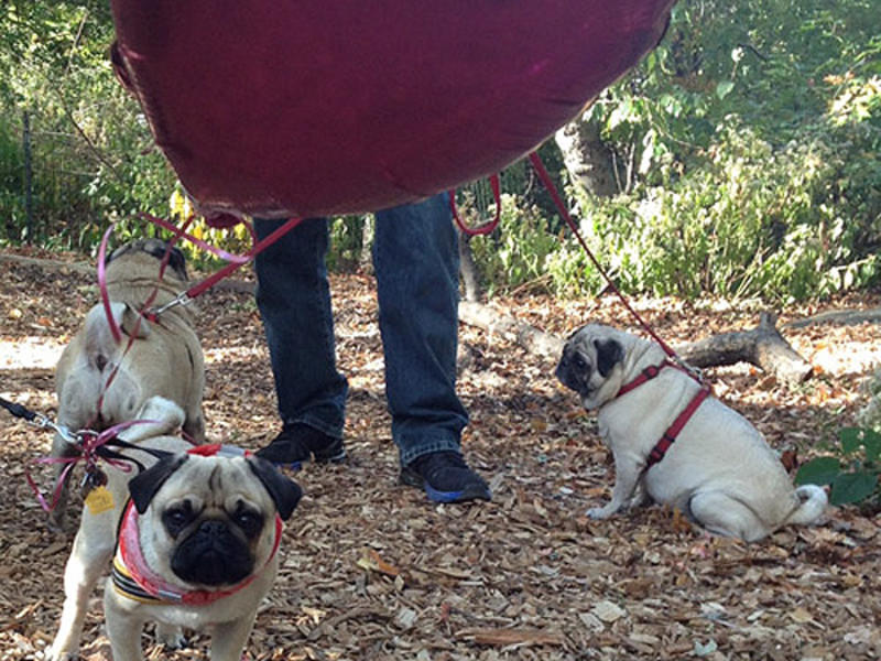 man proposing with pugs