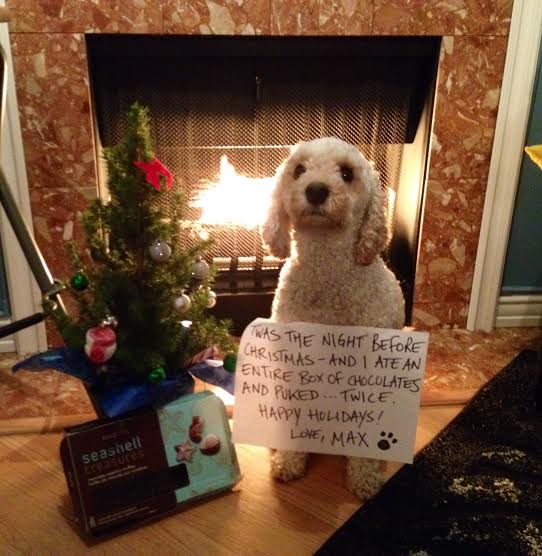 naughty dog by the tree