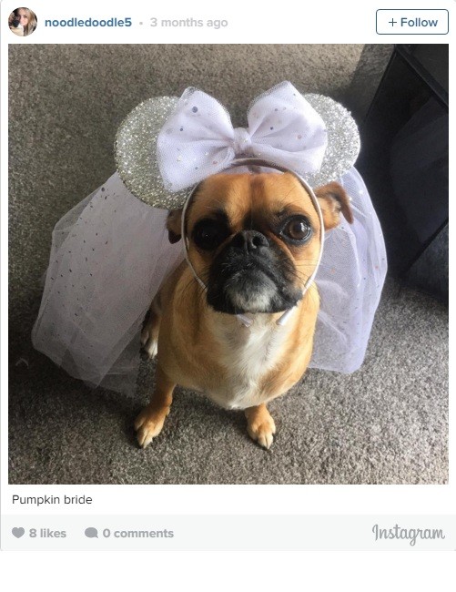 pug a part of a wedding
