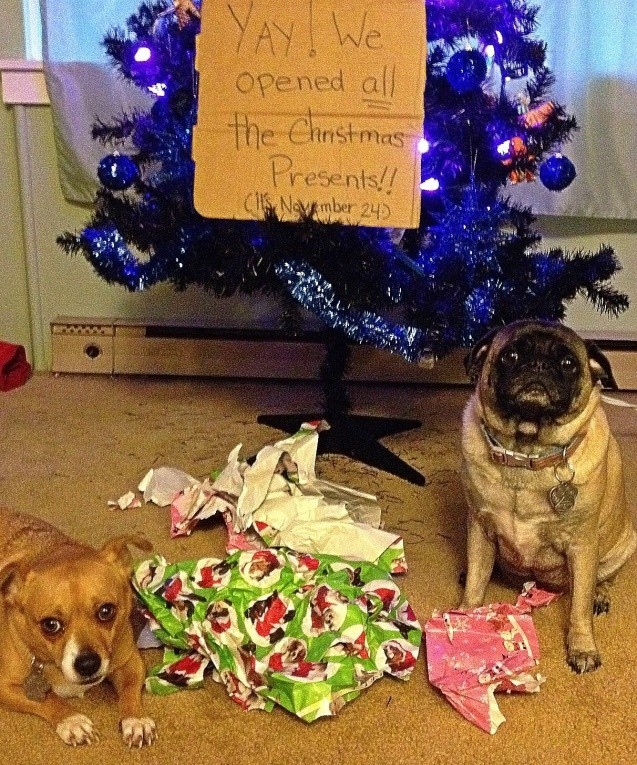 pug and Christmas presents