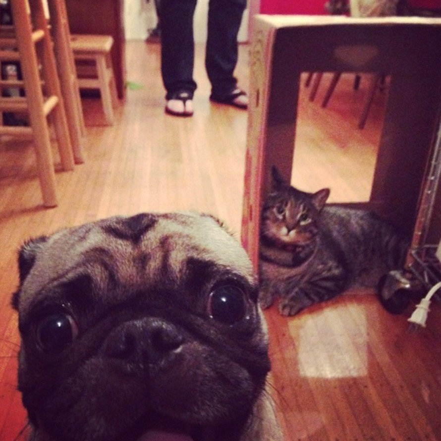 pug and cat