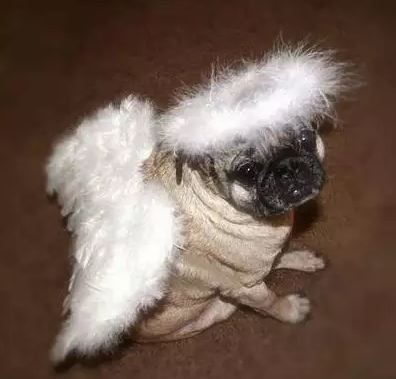 pug angel