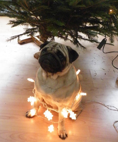 pug by a Christmas tree