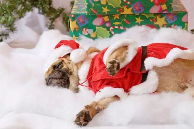 pug laying on Christmas stuffing