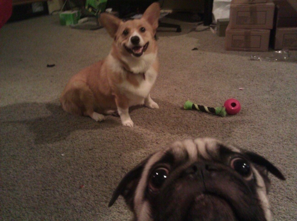 pug photobombing