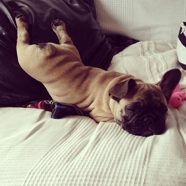 pug sleeping in a funny position