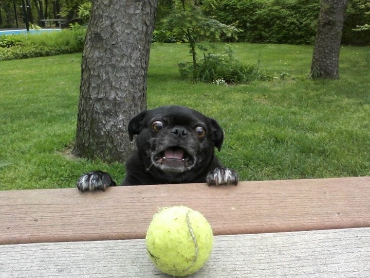 pug with ball