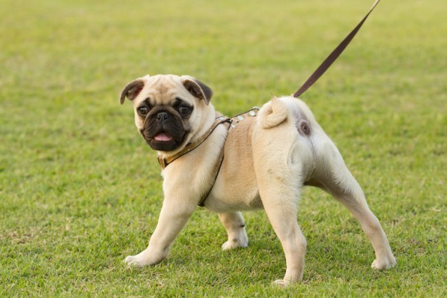 pug's body language