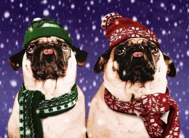 pugs sticking out tongues