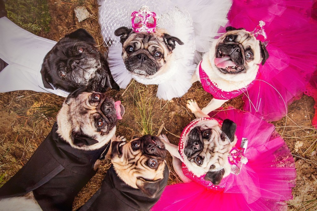 pugs wedding ceremony